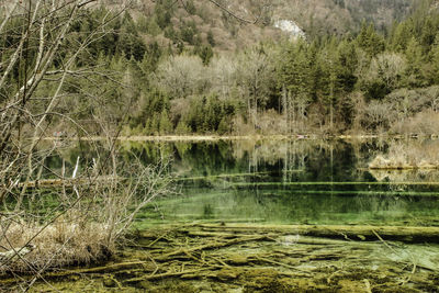 Scenic view of lake in forest