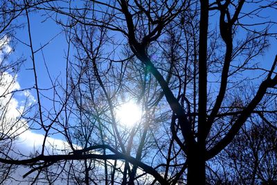 Low angle view of sunlight streaming through bare tree