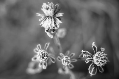 Close-up of wilted flowers