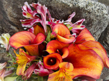 Close-up of orange roses