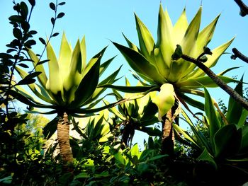 Low angle view of yellow flowers blooming against sky