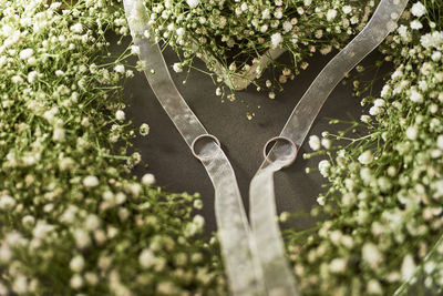 Close-up of fresh green plants against trees