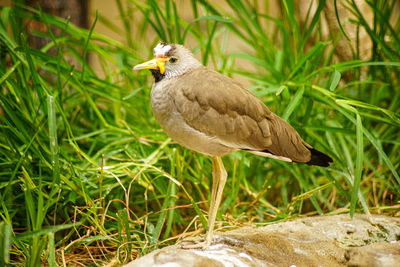 Close-up of bird perching on a field