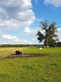 Horses in a field