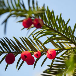 Low angle view of cherries on tree against sky