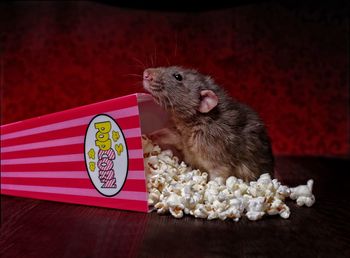 Close-up of rodent and popcorn