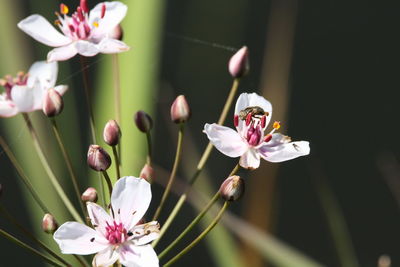 Close-up of pink cherry blossoms