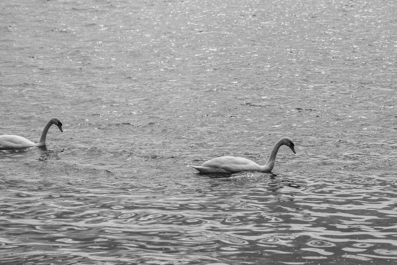 wildlife, animal themes, animal wildlife, water, animal, swan, bird, ducks, geese and swans, swimming, water bird, waterfront, group of animals, black and white, no people, lake, nature, day, monochrome, rippled, duck, monochrome photography, beauty in nature, two animals, goose, wing, outdoors, beak, mute swan, zoology