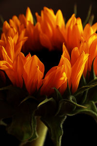 Close-up of orange rose against black background