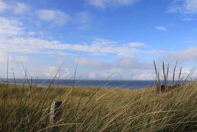 Scenic view of reeds against north sea