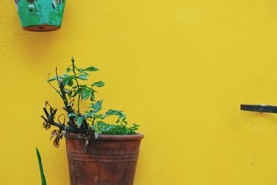 Close-up of potted plant against yellow wall