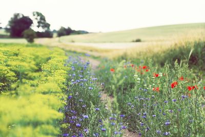 Purple flowering plants on field