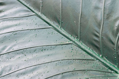 Full frame shot of green leaves