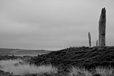 Cactus growing on field against sky