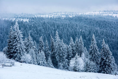 Scenic view of pine trees in forest during winter