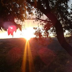 Sun shining through trees