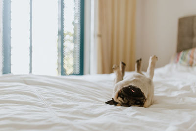 View of a dog resting on bed