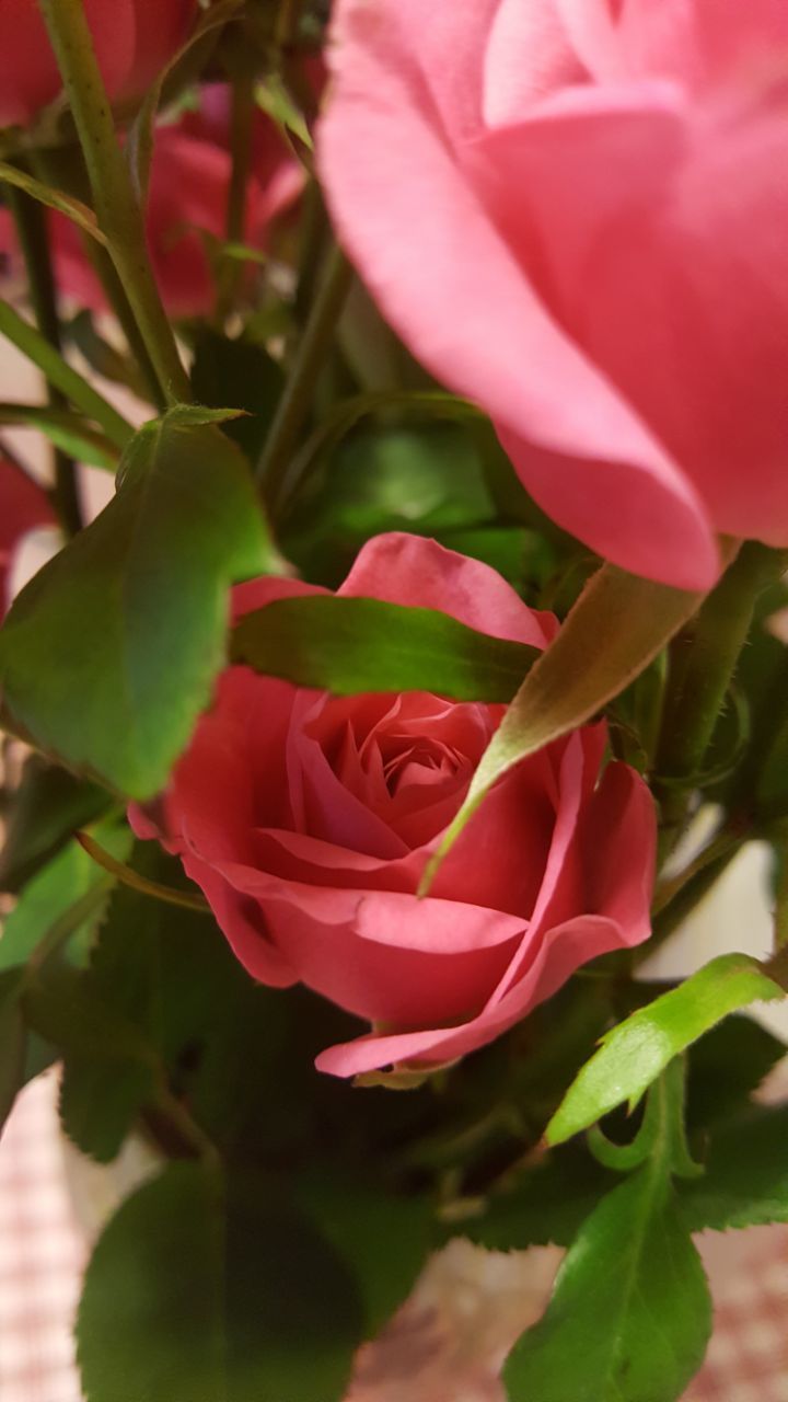 flower, nature, growth, plant, petal, beauty in nature, rose - flower, fragility, no people, pink color, freshness, close-up, flower head, leaf, outdoors, day