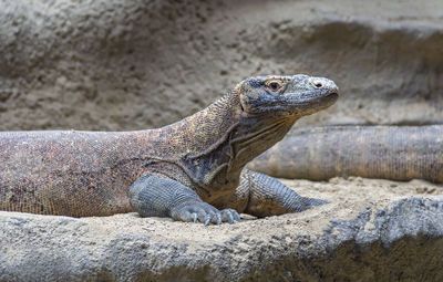 Close-up of lizard on rock