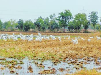 Flock of birds on field against sky