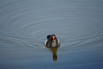 High angle view of duck swimming in lake