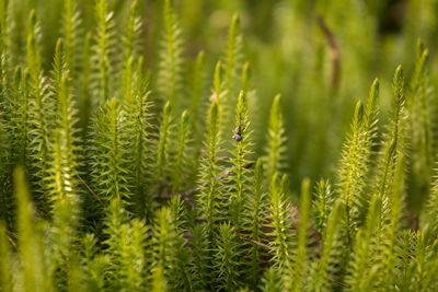 Full frame shot of fresh green plants