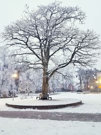 Bare tree in city during winter