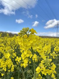 Yellow flowering plants on field