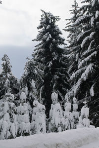 Trees on snow covered landscape against sky