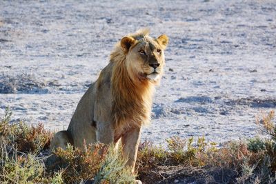 Lioness sitting on field