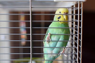 Close-up of parrot in cage