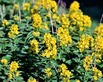 Close-up of yellow flowering plants on field