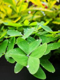 High angle view of raindrops on plant leaves
