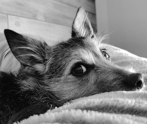 Close-up of a dog resting