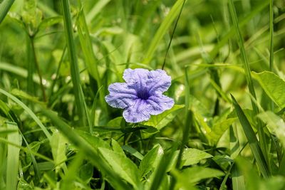 Close-up of purple flowering plant