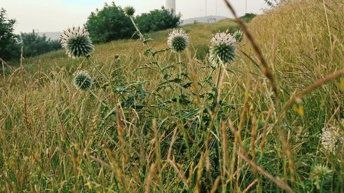 Close-up of fresh plants on field against sky