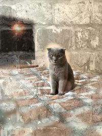 Portrait of cat sitting against wall