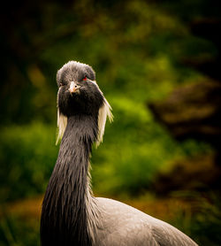 Close-up of bird