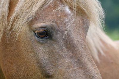 Close-up of a horse