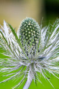 Close-up of dandelion