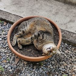 High angle view of cat sleeping on rock