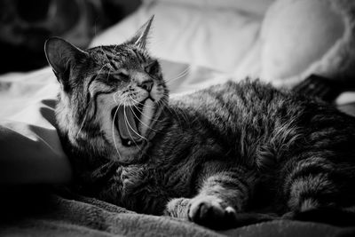 Close-up of a cat resting on bed