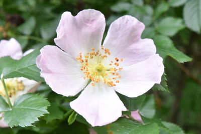 Close-up of pink flower