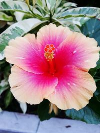 Close-up of pink hibiscus blooming outdoors