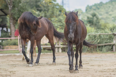 Horses running in ranch