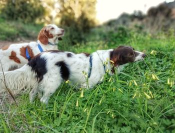 View of a dog on field