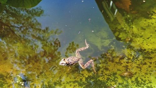 Bird in water