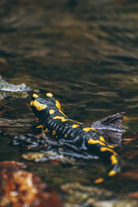 Close-up of leaf in water