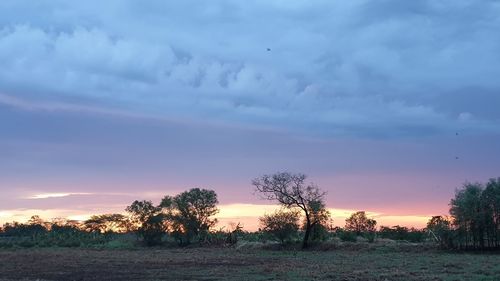 Trees on field against sky during sunset