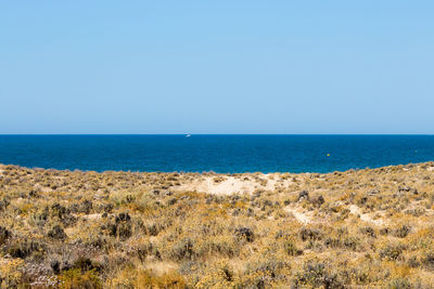 View of sandy beach with calm blue ocean against clear sky